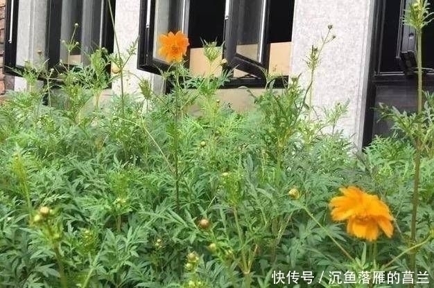 老家|晒晒老家两层小别墅,超爱一楼鱼池,谁说住农村就一定比城里差