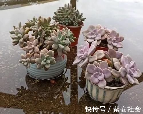 紫乐真好养,价格真便宜,零下5度冻不死,1年长成悬崖桩