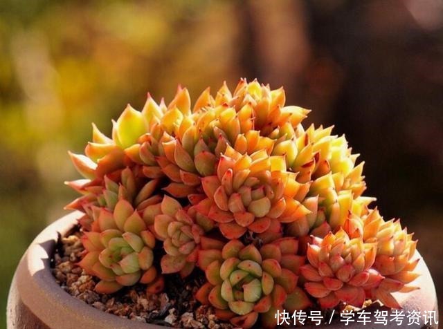 养多肉常见的4个误区,养啥都不行,怪不得养不久!