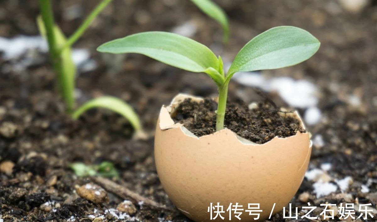鸡蛋壳|在家里养花时,肥皂水、鸡蛋壳或煮菜的水别丢,是可以用来养花的