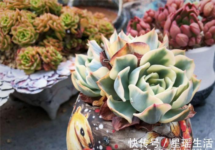 养肉|多肉植物为什么会变色?科学家的养肉秘籍,4招教你给多肉上色