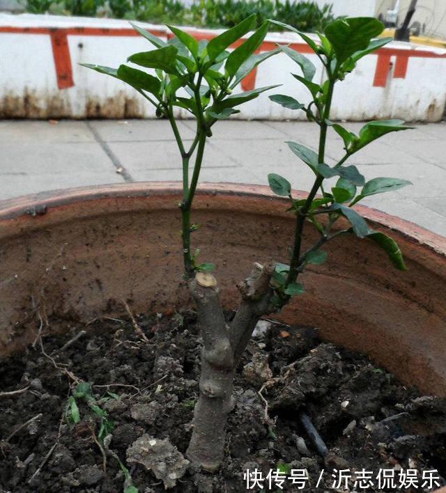 她在花盆里种了棵辣椒,一年能结7、8斤,第二年长成盆景,又结果