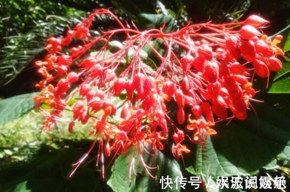 喜欢花不妨养“它”最有“风情”的花,诗人将这花称“状元红”