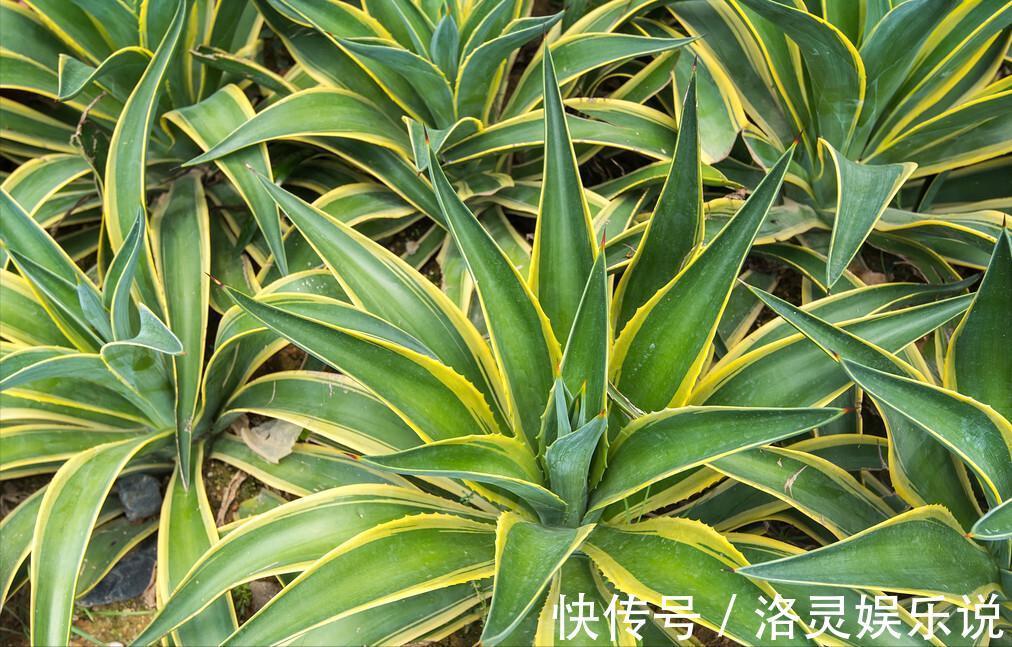 3种霸气“吸毒”花，“镇宅旺财”，但是有毒，养花要知道