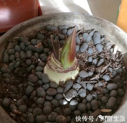 君子兰风信子夹箭不开花，简单1招，把花拽出来！