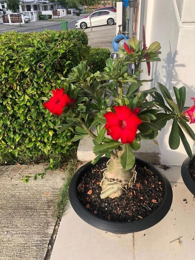 株型|最爱晒太阳的8种花,越晒开花越多,阳台养几盆,开花成海