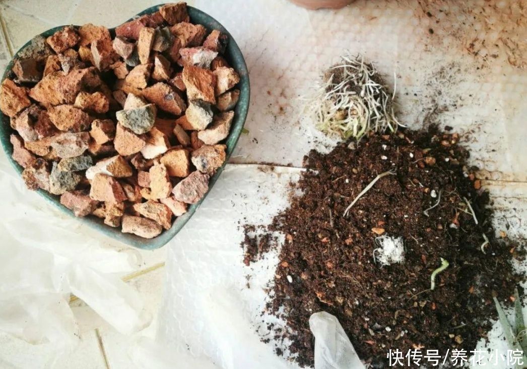 栽植|盆土不透气，花盆里加上4种“小东西”，通透性好，花卉不烂根