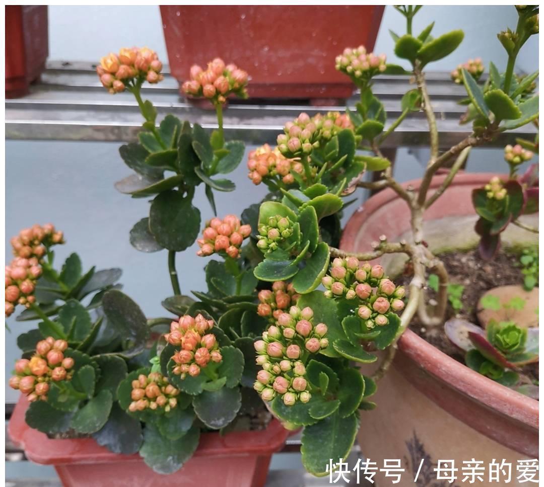 修剪|9月开始,给长寿花多做4件事,让它多冒新芽,孕蕾更多