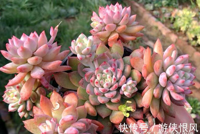 霜降说霜花，霜叶红于二月花——易红易爆盆的多肉霜花，养过否？