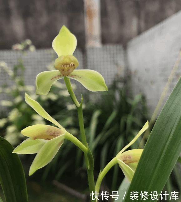 分芽|养5年兰花都不开花，加了1料，花开停不住