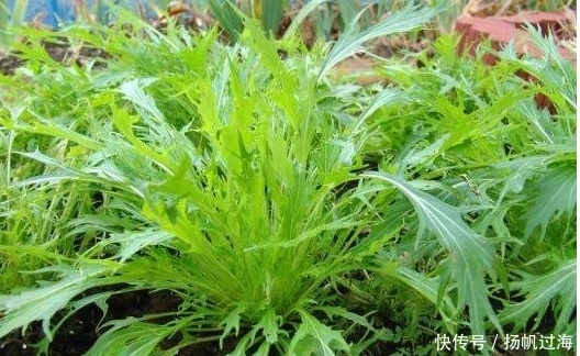 山头|农村山头常见的野菜,是难得的药材,开胃下气,还调节心血管功能