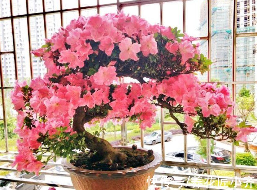 花盆|秋季是买花的季节,买到“黄泥”花苗,学会上盆缓苗,养好挺简单