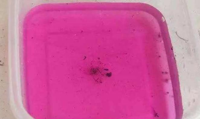 君子兰出现烂根的毛病,如果学会了一种方法,就能“起死回生”