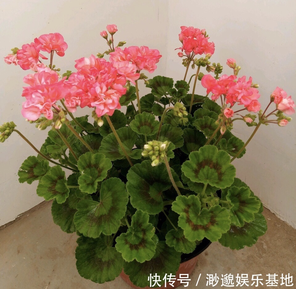花苞|家里有2种花，趁着现在“摘心”，花苞呼呼窜，个个开爆盆