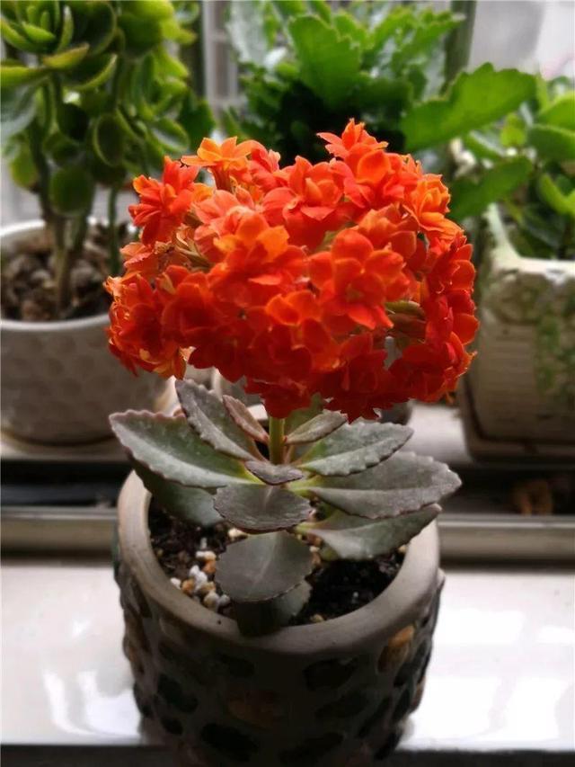 粗壮|长寿花越养“越瘦”怎么办教你3字口诀,1年变老桩,开成花球