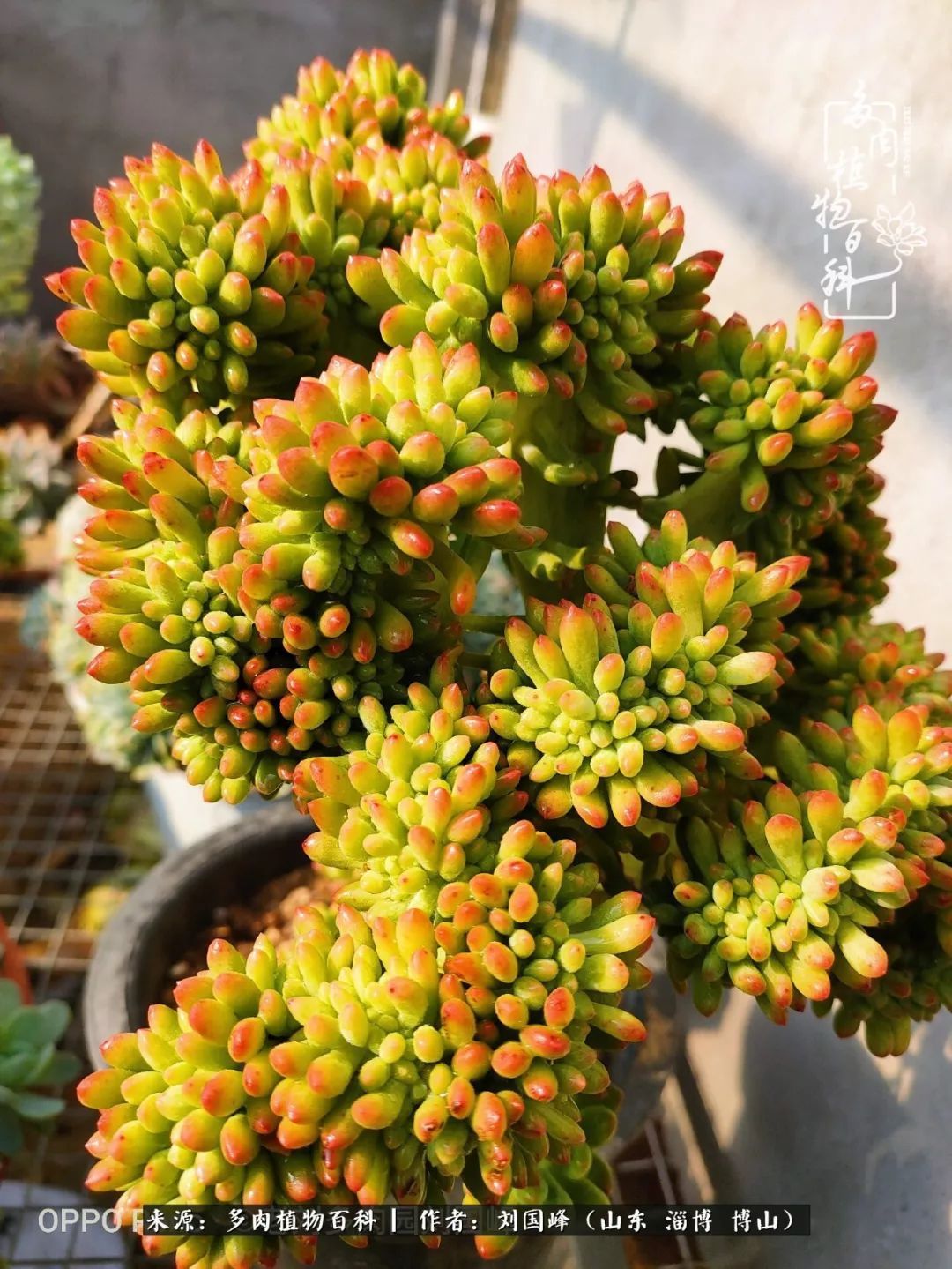 贵的不一定是对的，你的多肉究竟值多少钱附冬季养护攻略！