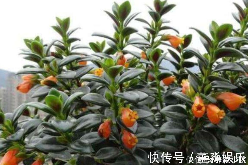 心叶日中花|4种花都叫吊兰,形态各不相同,你喜欢养哪一种呢?