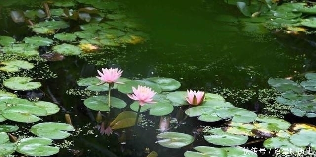 阴炽盛苦#历代写莲的诗很多,但元代一首小诗,却写出“苦才是人生”之哲理