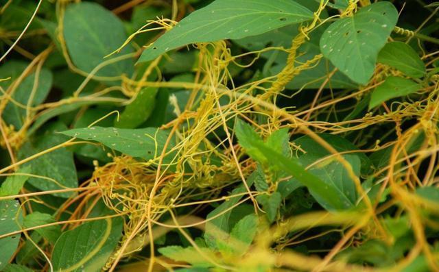 过家家|没有叶子没有根,生命力强的可怕,在农村是害草,城里却收30一斤