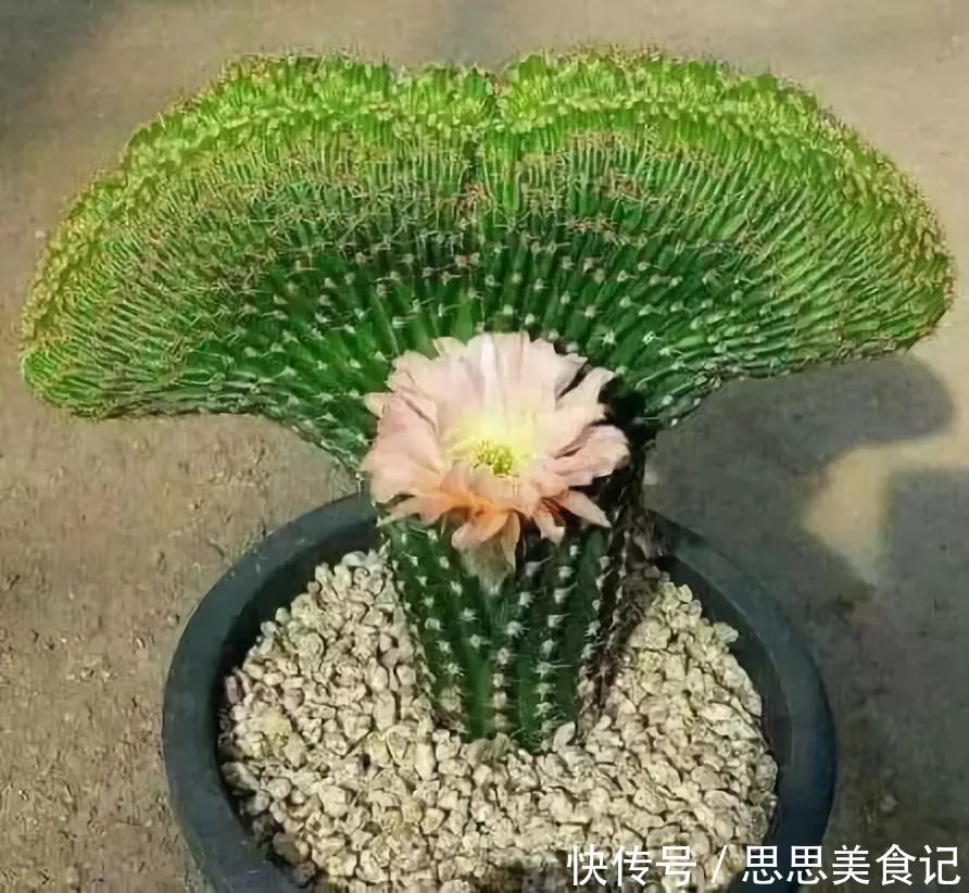 第一次见这么美的仙人掌花！大开眼界！
