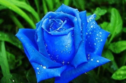 喜欢菊花，不如养盆“高档玫瑰”蓝色妖姬，象征纯洁爱情，真美艳