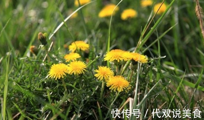 寒性|自己“晒干”的蒲公英,能当茶泡水喝吗有什么“禁忌”吗