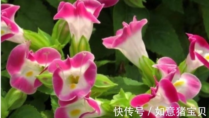 适应性|家里养这几款花卉,娇小不占地,便宜又好养,10元2盆