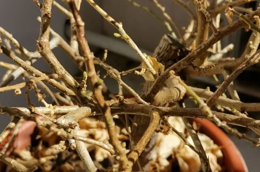 花养成光杆司令，别扔了、还有救，3天起死回生！