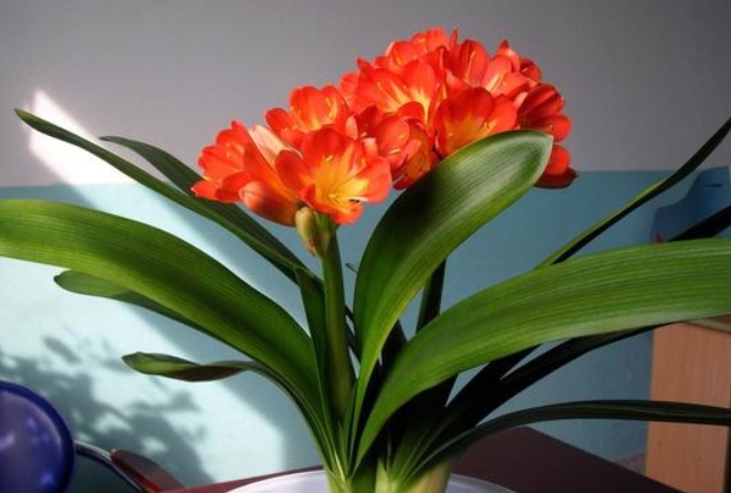 君子兰难开花在盆里埋点“它”,叶子油绿花也多