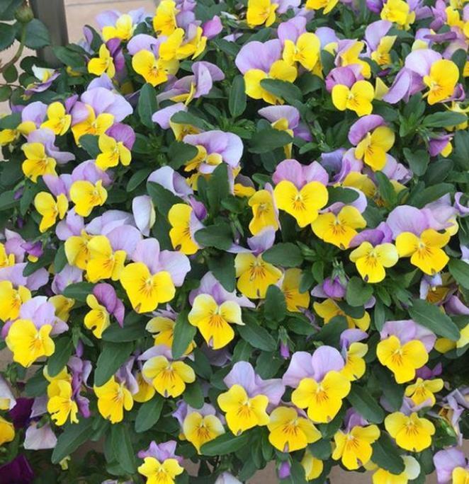 家养这些植物,阳台开出花海,花色繁多易爆盆,娇艳欲滴