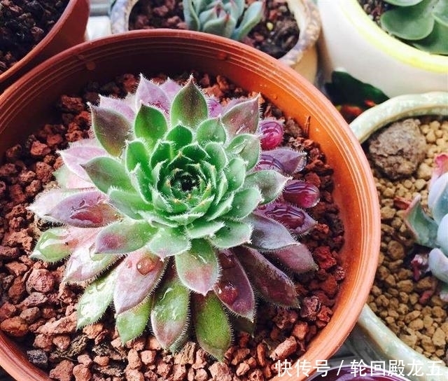 7字秘诀来养多肉,入坑9年多肉植物没徒也没腐
