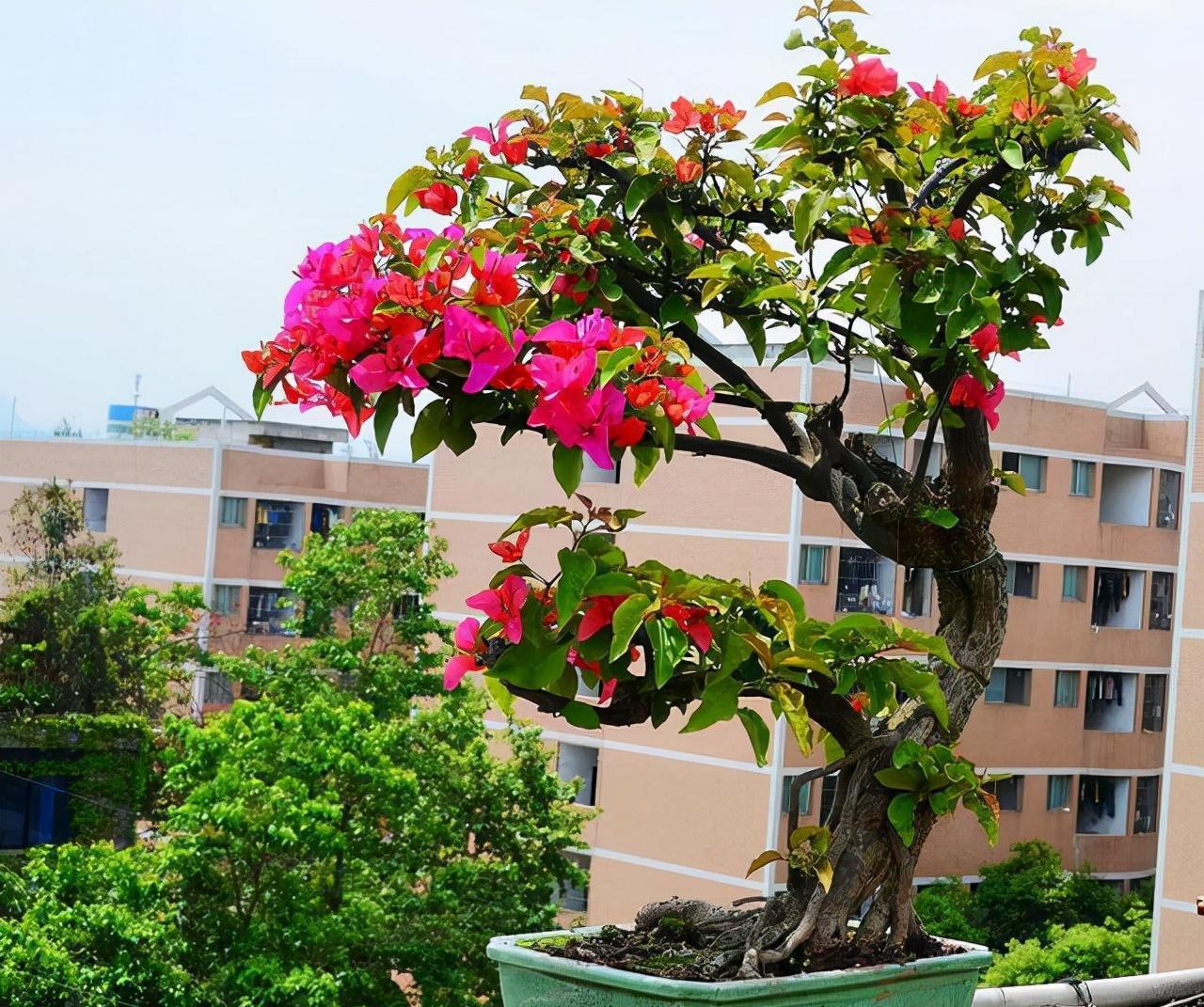 公认好养的“五种花”,漂亮又大气,还能养成老桩,越养越有价值