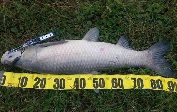 四大家鱼|青鱼是淡水鱼中的上品，为何却有“鬼鱼”“索命鱼”之称？