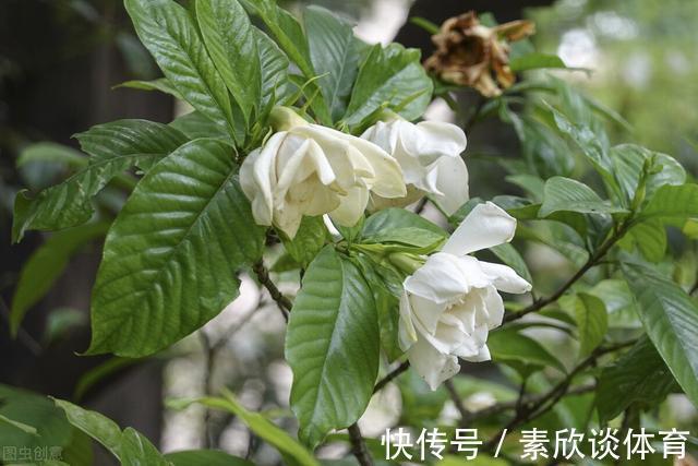 年宵花|如果不是万不得已,这3种花年后再买,省钱又好养