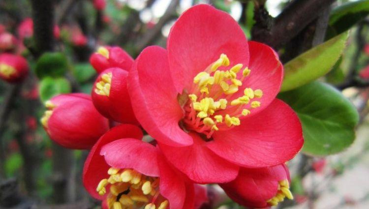 家里阳台必养此款花卉，谁见了都喜欢，花朵漂亮，花开旺！