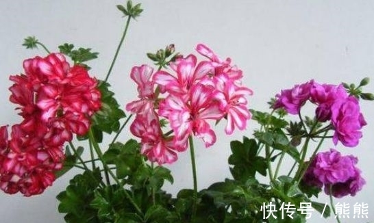 和睦花|立冬后,养什么花?以下3种“和睦花”,寓意事事顺心家人和睦