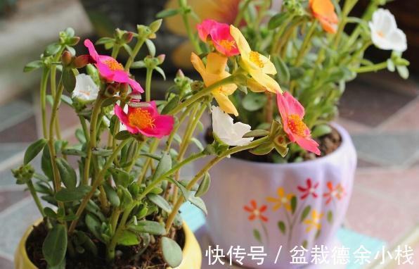 34种常见花草耐冻极限温度，哪些该搬到室内养，一清二楚