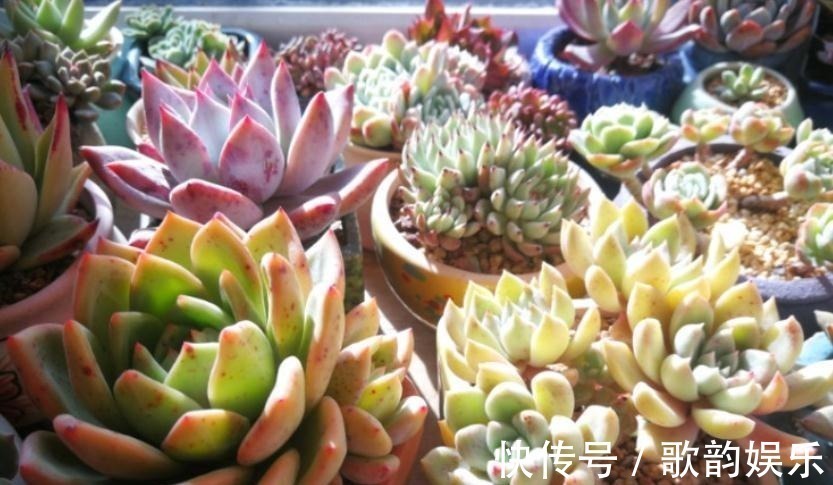 肉友|送朋友多肉又不落俗套?红橙黄绿青蓝紫彩虹系7色多肉了解一下!
