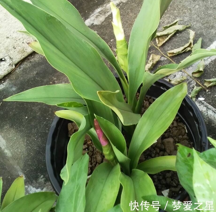 荷花|一块“大生姜”,开满粉荷花,家里养一盆,仙气飘飘,开花100天