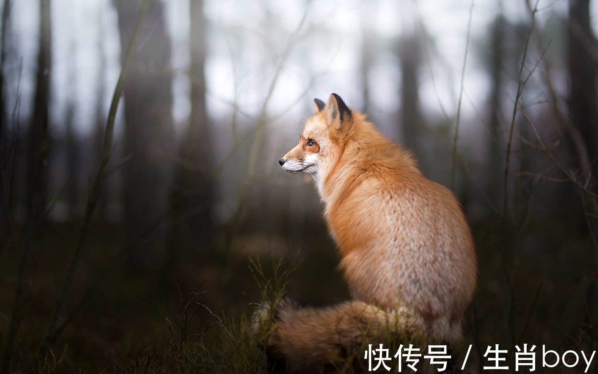 装傻充愣|闭上“纸上谈兵”的嘴巴，提升执行力，就容易升职加薪的三个属相