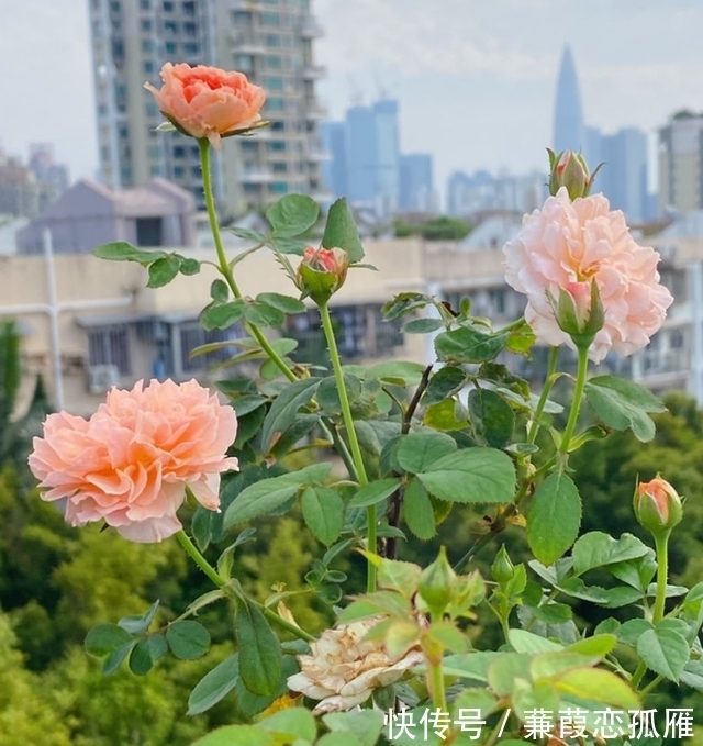 月季入冬不耐冻,不妨“虐”着养,催出新苞冒侧芽,绽放层叠群花