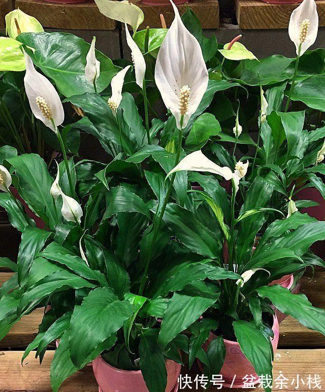 吉利|今年流行的7种“观赏花”,家里养一盆,大气又吉利