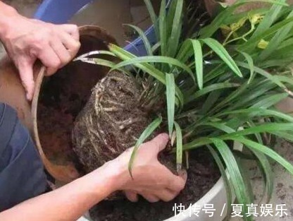 无人要的“小东西”,捡一点,水里加几粒,浇啥都行,比淘米水好