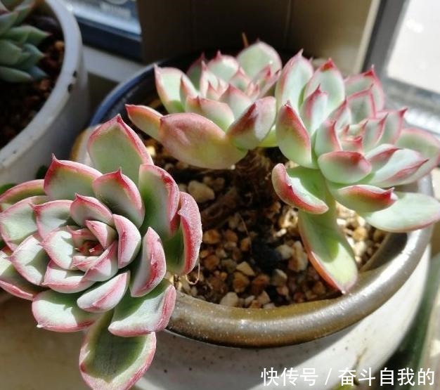 别再稀里糊涂养花了，这些基础常识，很重要！