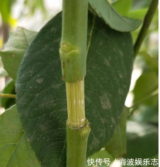 高压法|月季秋天扦插生根难用1法,让它在空中生根,又多又粗壮