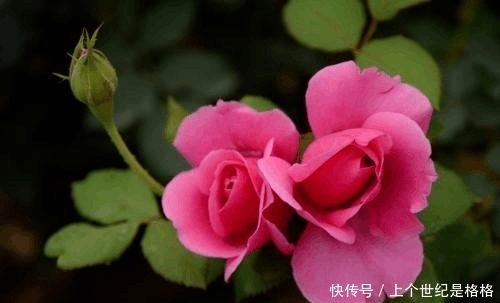 想要阳台四季如春,有花赏,5款植物少不了