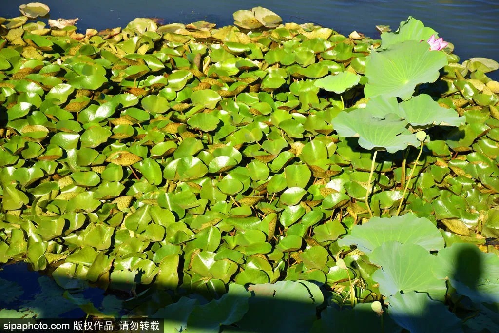 免费|湿地、森林、湖泊，北京房山这7个“世外桃源”居然全免费！关键还这么好玩！