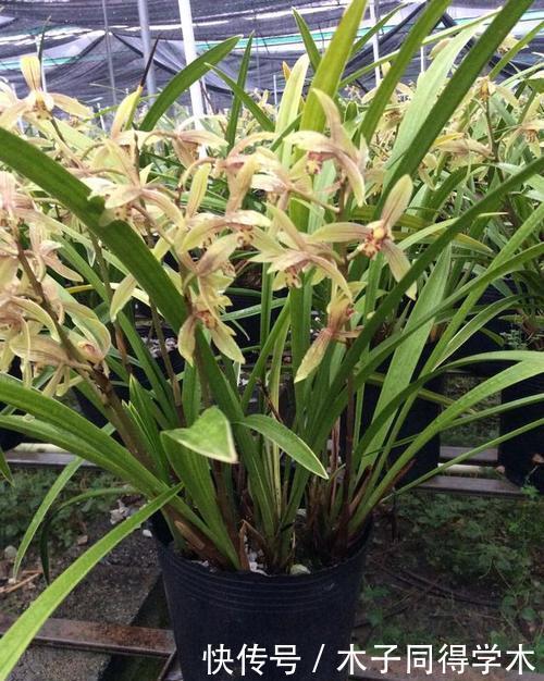 清香|兰花有“3喜”,满足了根壮叶绿开花美,清香小半年