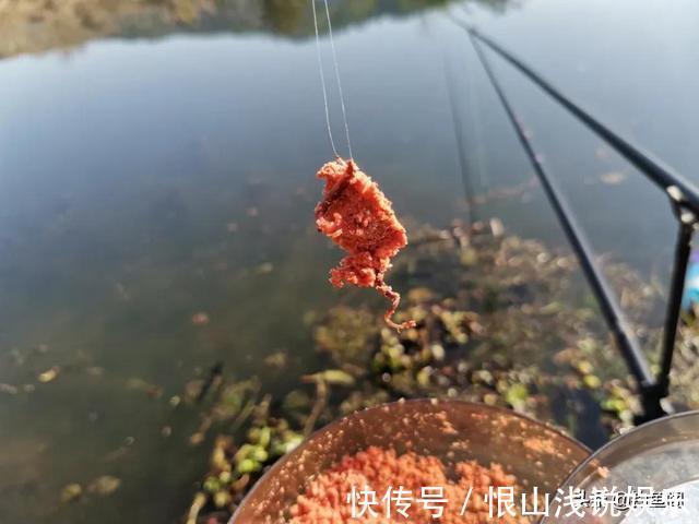 红虫颗粒的另类用法,这样加工一下再打窝,鲫鱼进窝会更快