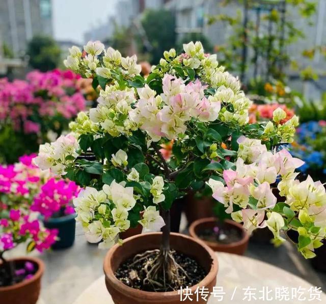 三角梅不发新枝开花少,“喂个小药片”,株型庞大,开花多